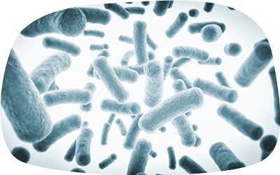 虫歯の原因となるミュータンス菌