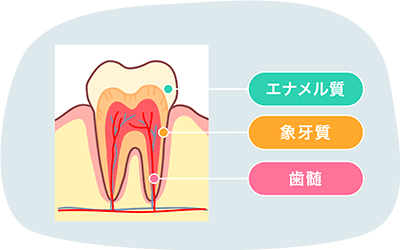エナメル質、象牙質、歯髄からなる歯の内部構造を説明するイメージ図
